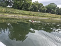 Mainschwimmen Juni 2026